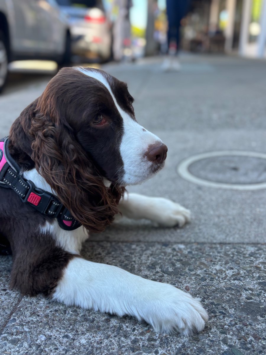 fleet week in the marina with fred