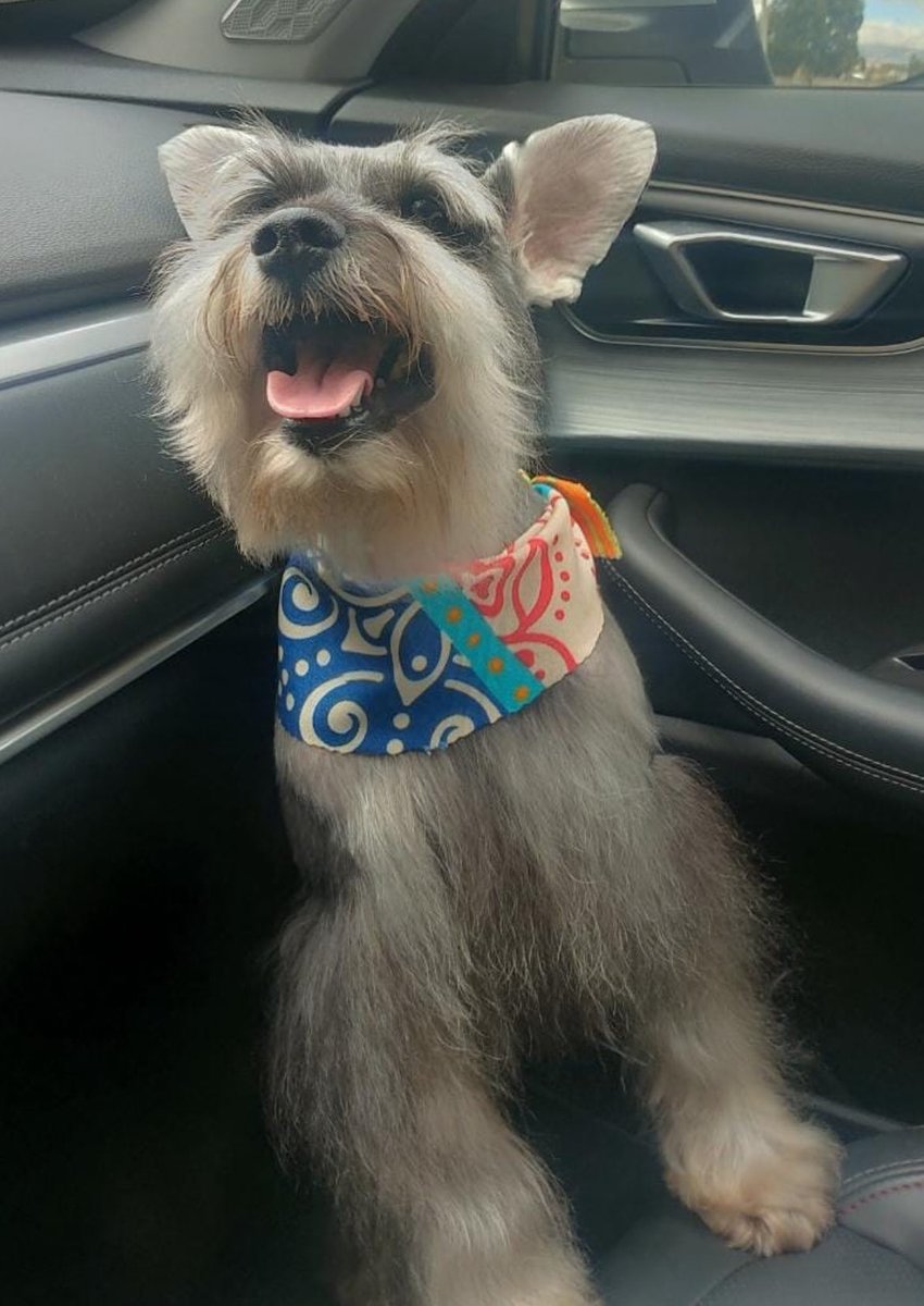 niamhanrahanc's tweet image. Justicia para Toto, Chester, Terry, Mawi y para todos los demás perritos que han fallecido o han sido afectados por la incapacidad y negligencia de la @munisanisidro @NancyVizurraga