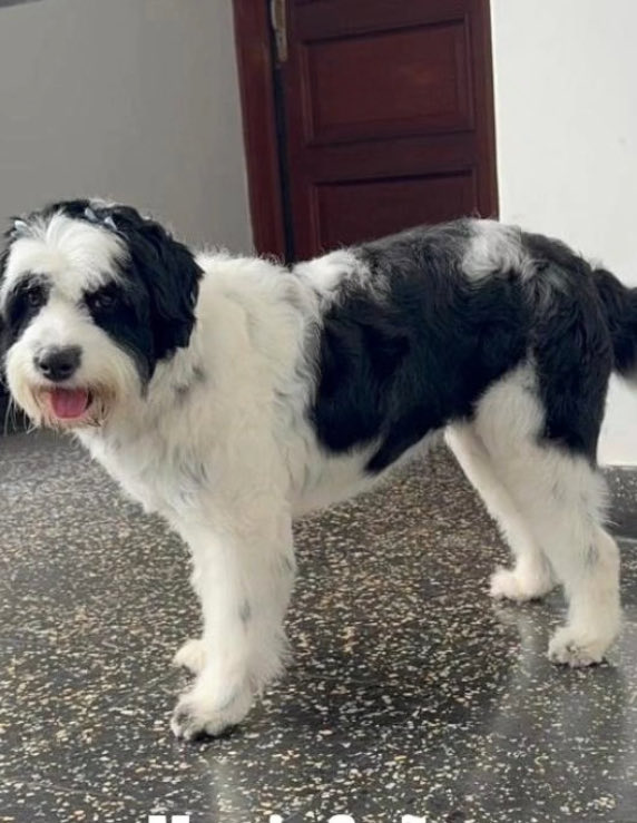 niamhanrahanc's tweet image. Justicia para Toto, Chester, Terry, Mawi y para todos los demás perritos que han fallecido o han sido afectados por la incapacidad y negligencia de la @munisanisidro @NancyVizurraga