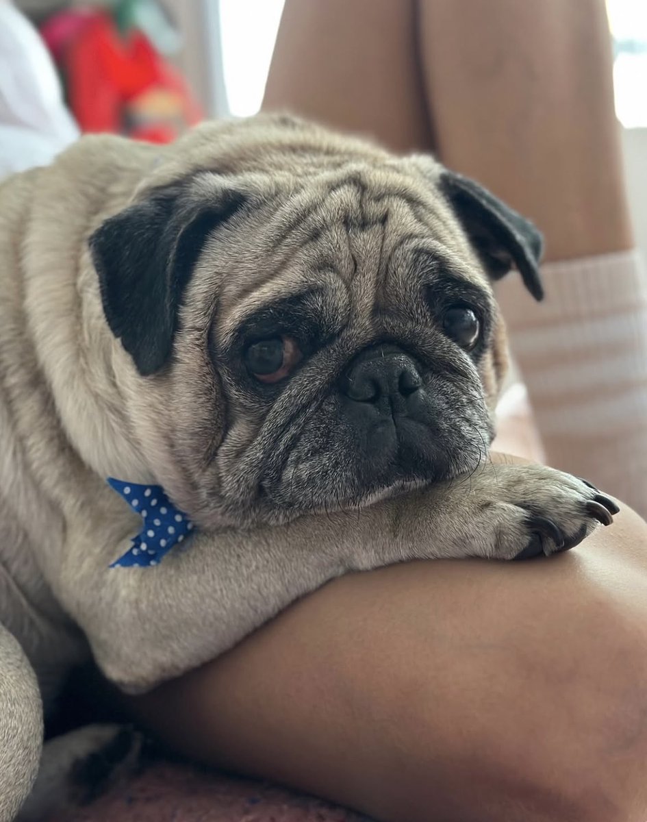 niamhanrahanc's tweet image. Justicia para Toto, Chester, Terry, Mawi y para todos los demás perritos que han fallecido o han sido afectados por la incapacidad y negligencia de la @munisanisidro @NancyVizurraga