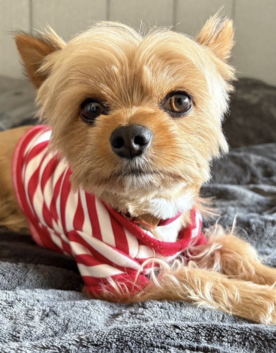 niamhanrahanc's tweet image. Justicia para Toto, Chester, Terry, Mawi y para todos los demás perritos que han fallecido o han sido afectados por la incapacidad y negligencia de la @munisanisidro @NancyVizurraga