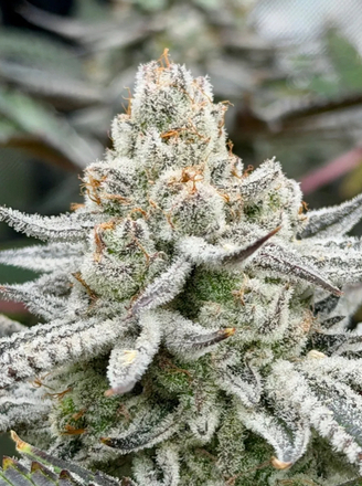 JoinStrainly's tweet photo. FRESH DROP by SofaKingHi  on Strainly!

Buy CopyCat Genetixx CHEETOAD S1 (Cheetah Breath x Toad Venom) - $100 per unit on Strainly. Did you pay attention!

Link in bio.

#firedrops #homegrowing
#heatquest https://t.co/sElZkVBIoa