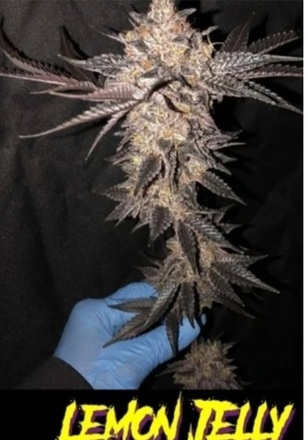 JoinStrainly's tweet photo. FRESH DROP by Massgrowah781  on Strainly!

Buy Lemon jealousy f2 seeds plus freebies . Did you pay attention!

Link in bio.

#firedrops #homegrowing
#heatquest https://t.co/YIbpy2hSBS