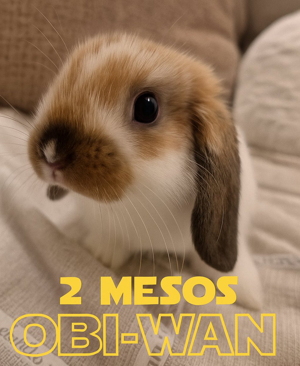 MeritxellNieto's tweet image. No porta espasa làser per salvar-me, sinó calma. 💜🐰

No lluita contra enemics, sinó contra l’ombra que em vol fer mal ⭐️🪐

I quan la tristesa s’alça, ell diu:
“Not today, Meri.”💔💪

#ObiWanRabbit #ObiWan #2mesos