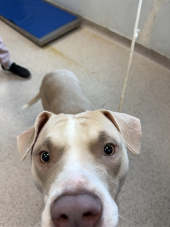 BeeDoDoobieDo's tweet image. 🖤♥️NENO just a baby dog.....
a happy, loving puppy in need of a home filled w/grace
Teach him what truly matters in life~♥️love, loyalty and respect. Show him you have what it takes. Pure love waits for you at Manhattan ACC ~ bring it home🏡
♥️🐾nycacc.app/browse/235806