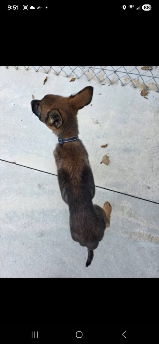 We are continuing the 5.00 fri for Strykers surgery which he needs to survive. Please share!....
PLEASE SHARE!!! This weeks 5.00 Friday will be going towards Stryker's surgery. Stryker has Megaesophagus and he will not survive without this surgery. Payment options are as