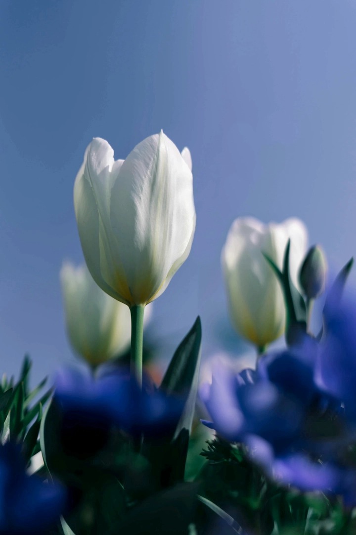 choo31578467's tweet image. A single bloom holds the sky in its silence.
Surrounded by shadows of violet dreams.

Share with someone who’d get it.
wallpaper #dejavuwallpaper #bluehour #floralvibes #minimalnature #dreamy #softfocus #tulip #springmood #ethereal