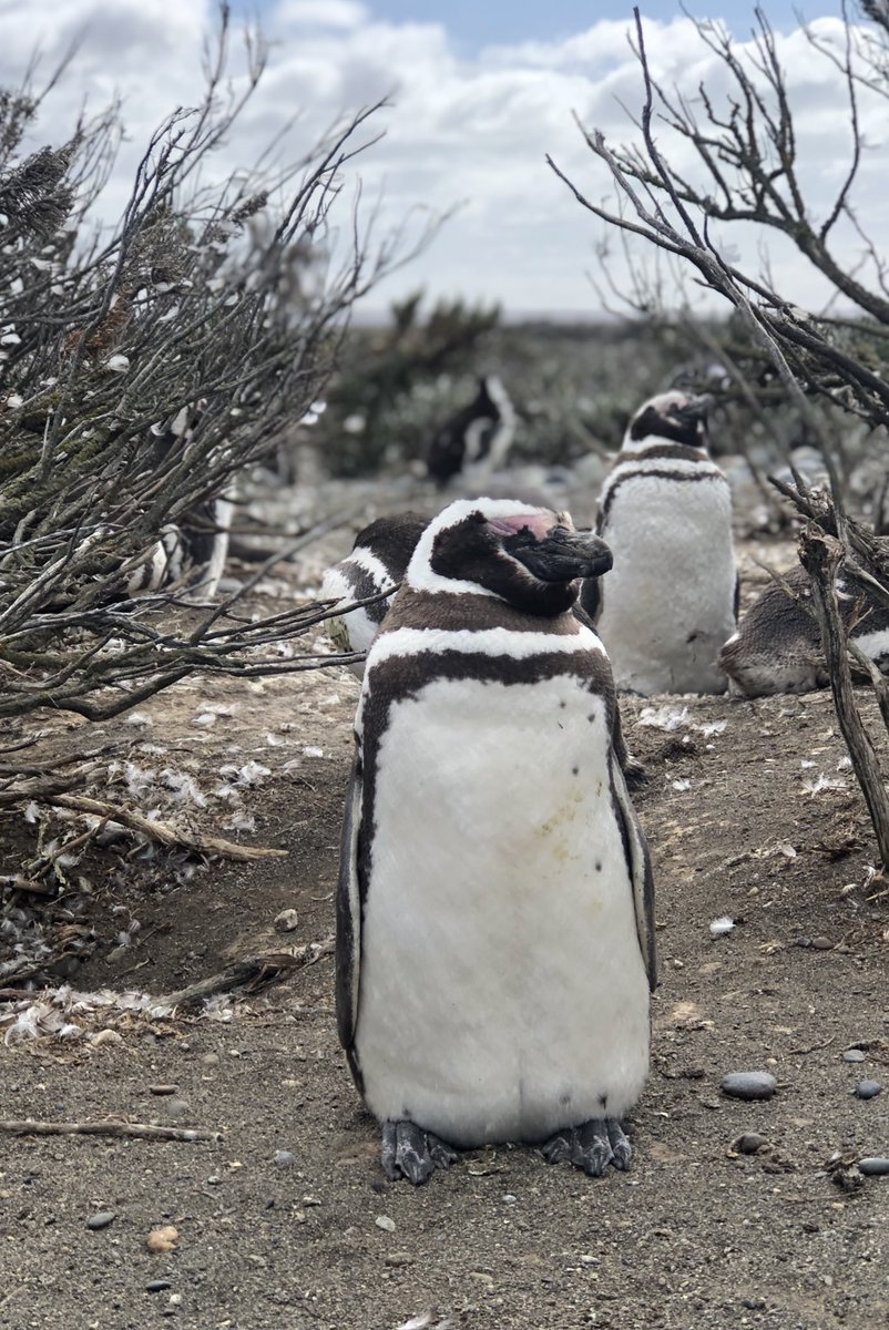 MelusBarrios's tweet photo. Our last paper is out! 🎉
We studied how two penguin species breeding in Patagonia, Argentina, segregate their niches during migration — at spatial, trophic, and oceanographic levels 🌊🐧 https://t.co/LdyZTI16PA