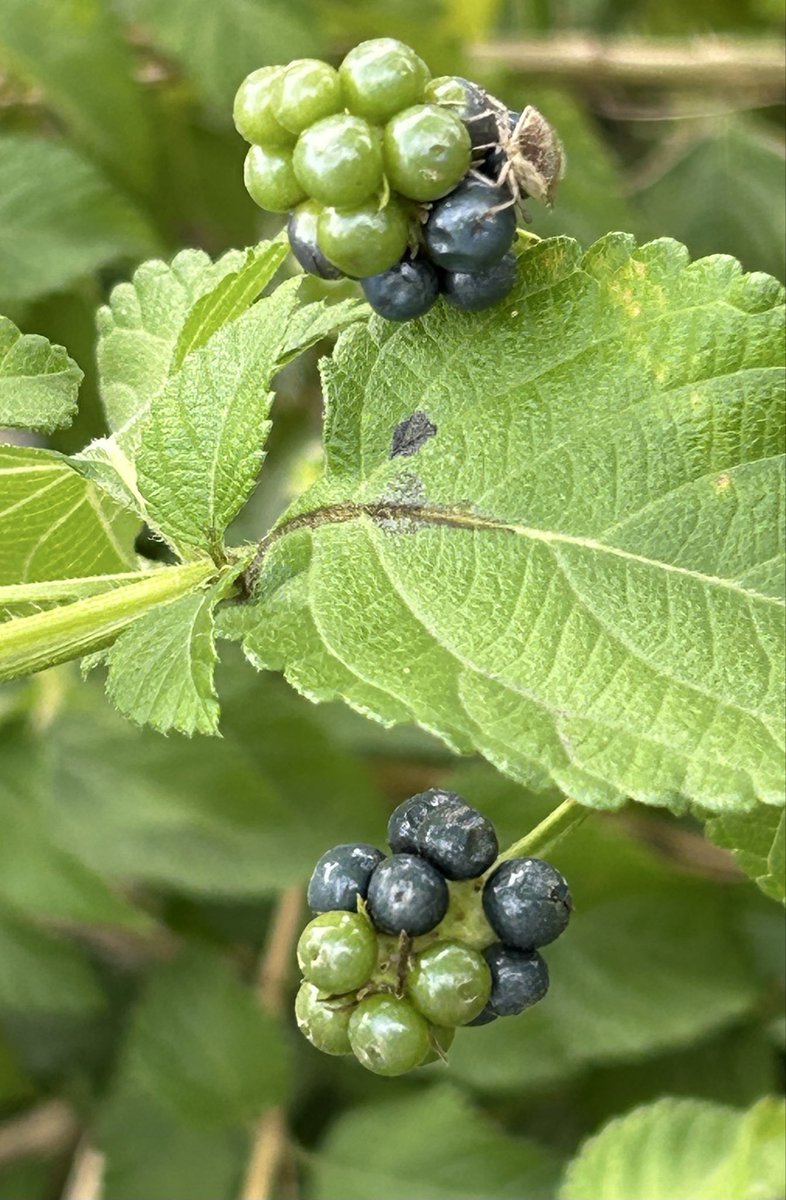 おはようございます♪

三連休の最終日✨そして新しい週の始まり。
伊豆諸島は台風の影響🌀が心配ですね。

どなた様にも今週が明るく穏やかに🩷
そんな一週間を願います❣️

温かな繋がりをありがとう😊
日々感謝しています✨

無理せずにボチボチと
今週も宜しくお願いします🍃🍀