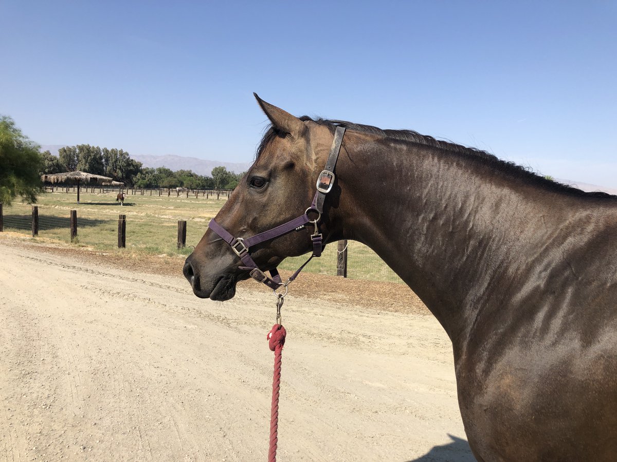 GloriousAllianc's tweet image. Our Pie, whose racing name is Triple Vanilla, displays many aspects of her ancestors, including Secretariat, Terlingua and Storm Cat. She&apos;s solidly built with a clever talent for barrel racing turns. She does however, continue to dislike coolers and blankets.…