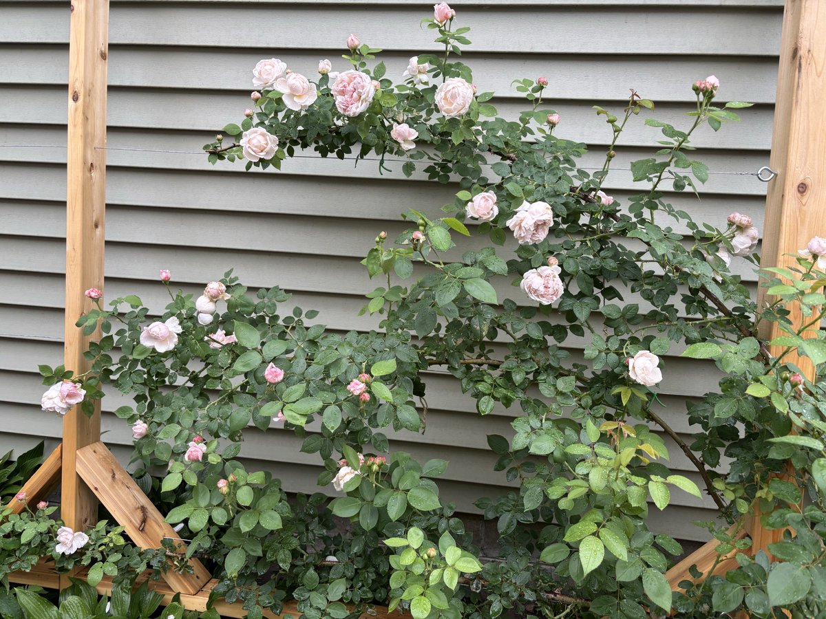 aaronclark_'s tweet photo. @simonsarris St. Swithun has been a very productive climber! It has consistently been the most prolific of my DA roses. https://t.co/oOOUmPuq12 https://t.co/WOJu24bDPS
