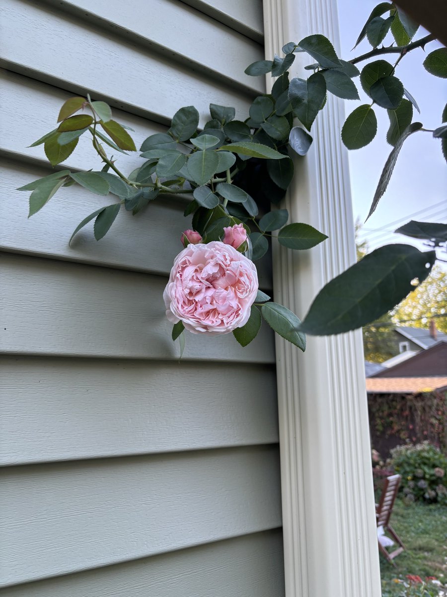 aaronclark_'s tweet photo. @simonsarris St. Swithun has been a very productive climber! It has consistently been the most prolific of my DA roses. https://t.co/oOOUmPuq12 https://t.co/WOJu24bDPS