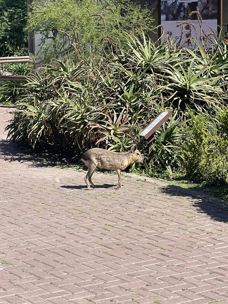 mitko | 🇦🇷/acc tweet media