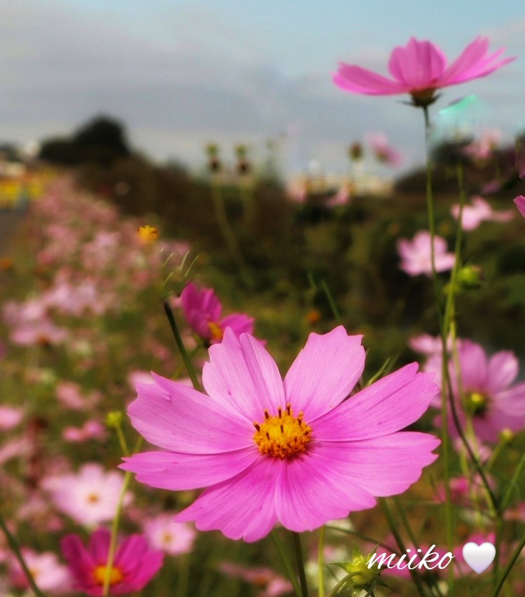kiki23nakayoshi's tweet image. 🌸おはようございます🌸

かわいい
秋桜の散歩道🎶

優しい1日を過ごしてくださいね🍀

🩷☘️ʚïɞ.•*¨*•.¸¸♬☘️🩷

#埼玉県コスモス街道
#お花の定期便
#今週もよろしくお願いします🍀🐞