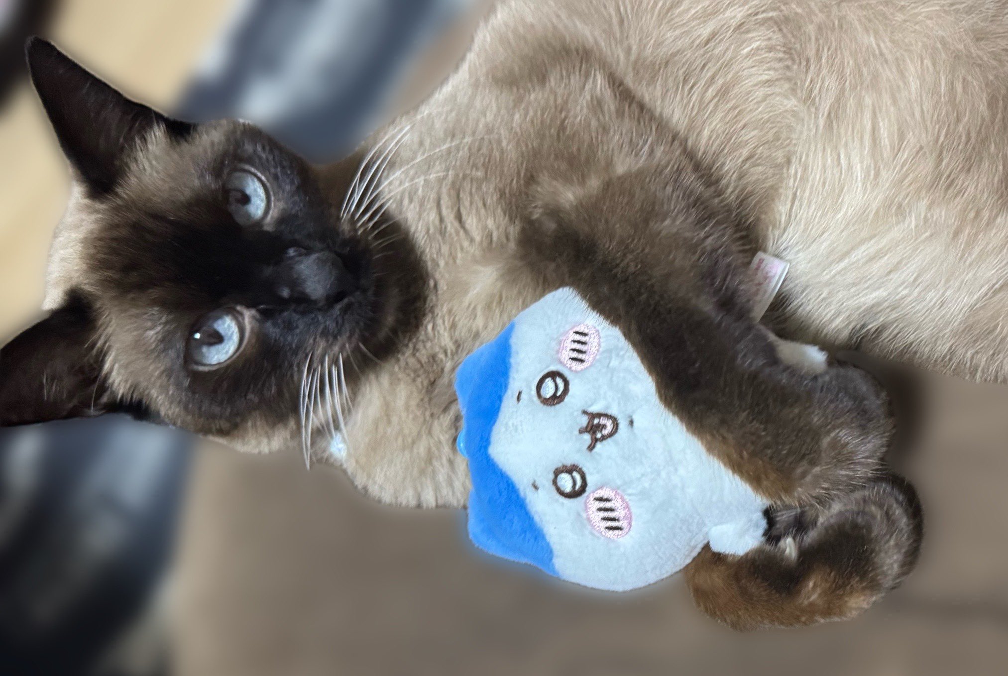 michiさま確認ページ♡ トシ🐾🐱 on X: 