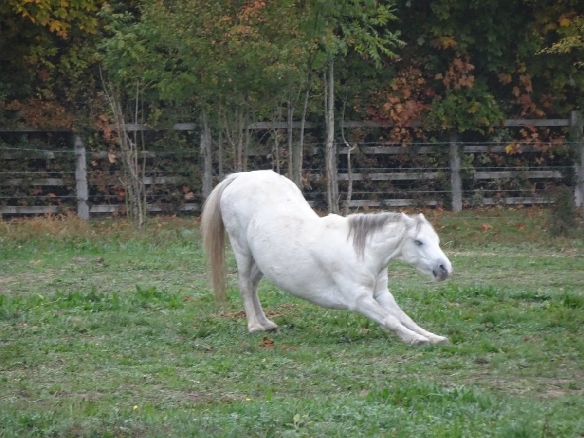 CecilsSanctuary's tweet image. #strikeapose Pippin had an interesting day today! He started with some pony yoga and finished with a quick rest on Billy's back! #ponyhour #yoga #OCTOBER12th2025
