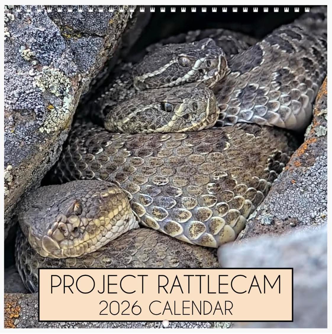 Project RattleCam tweet media
