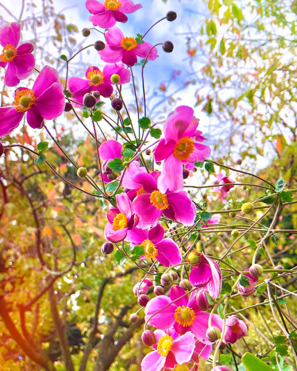 th8tt8's tweet image. 秋風情の中に舞って🍂🍃💓🍃🍂