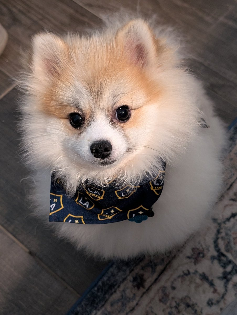 J_Starrrrrr's tweet photo. Missed Pups at the Pitch. But he will be ready for next season @LAGalaxy https://t.co/Kx9RribWaL
