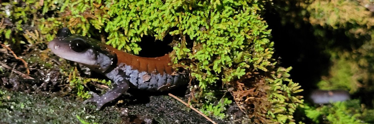Ella_Nightshade's tweet photo. Never made a post about my Tennessee trip to find the Yonahlossee salamander, my favorite of all time in the wild. So I'm doing that now. half a year late... #herpetology #herping #biology #nature #salamanders #wildlifephotography https://t.co/KcAsQReEI4