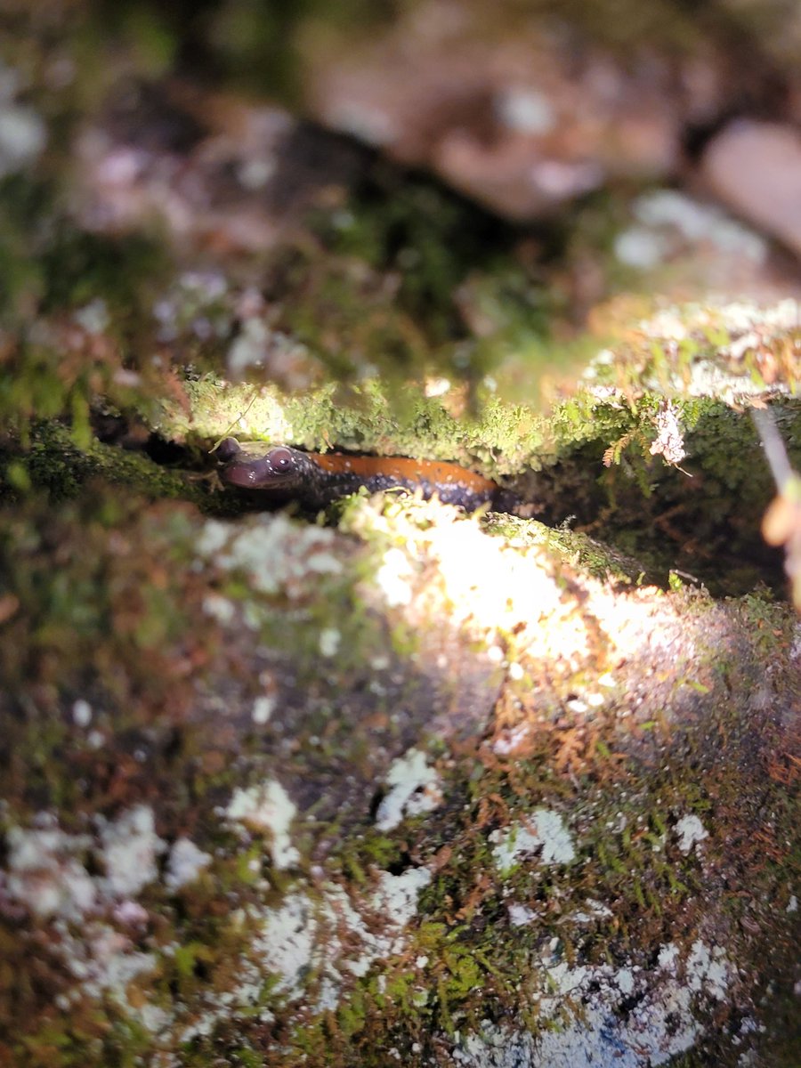 Ella_Nightshade's tweet photo. Never made a post about my Tennessee trip to find the Yonahlossee salamander, my favorite of all time in the wild. So I'm doing that now. half a year late... #herpetology #herping #biology #nature #salamanders #wildlifephotography https://t.co/KcAsQReEI4