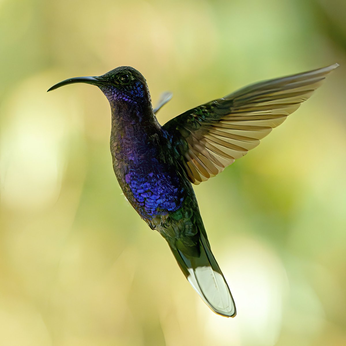 macro_action's tweet image. The Dark Stranger
Backlit Violet Sabrewing hummingbird
Nikon Z9 and Canon 400mm f2.8L mkiii
SS1/2500 F3.5 ISO4000