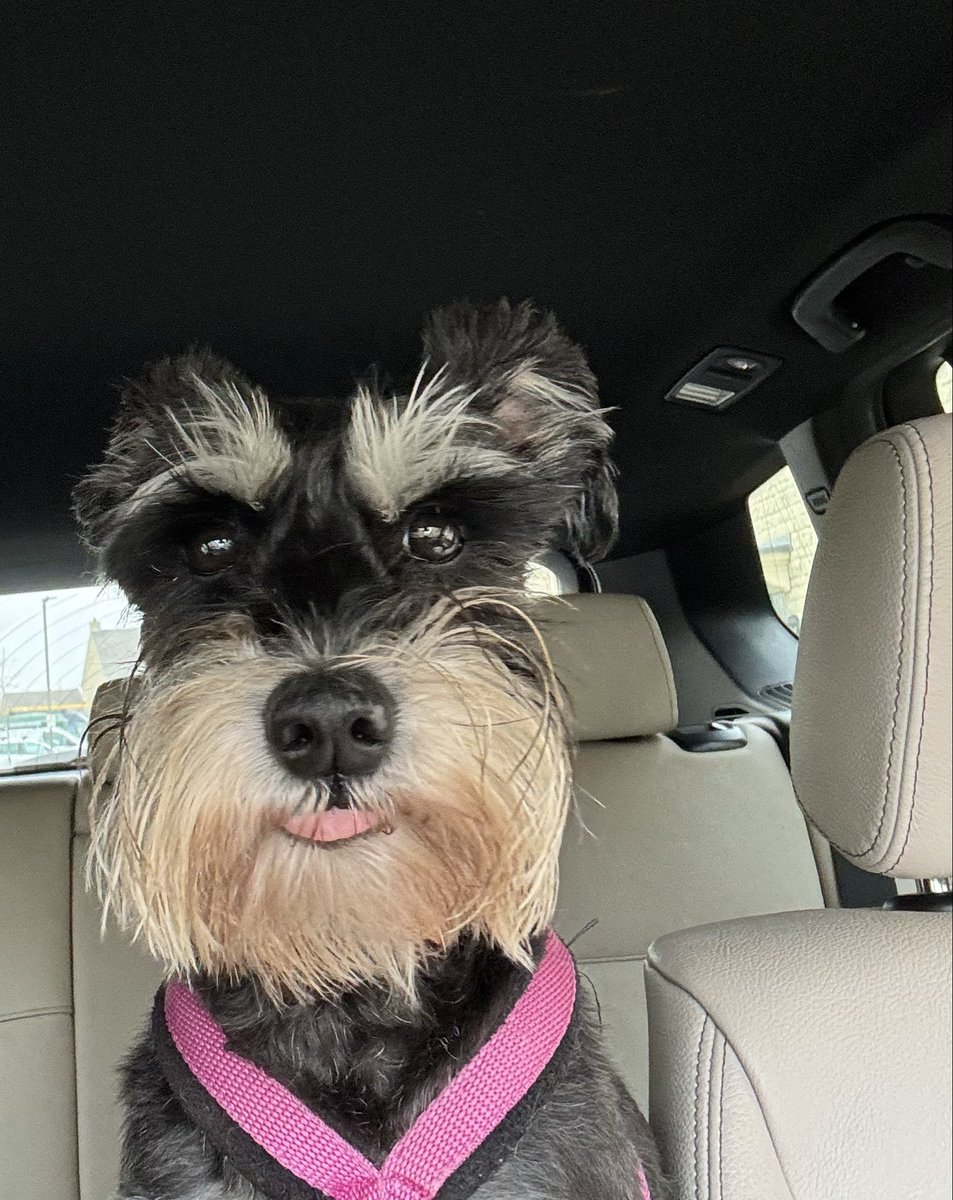 SchnauzerCoco's tweet photo. Miss Skippy. Always happy to be of service and on guard. #SchnauzerGang https://t.co/azGlAVFWZ5