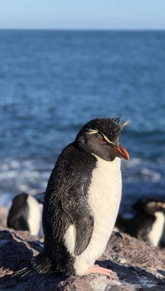 MelusBarrios's tweet photo. 🎉 ¡Tenemos nueva publicación!🐧 Estudiamos cómo dos especies de pingüinos que se reproducen en la Patagonia se comportan cuando migran. ¿Comparten ruta? ¿Comen lo mismo? ¿Prefieren las mismas aguas? 
🔍 Analizamos 3 niveles: 📍 Espacial  🍽️ Trófico 🌡️ Condiciones oceánicas https://t.co/ugy0jObFsF