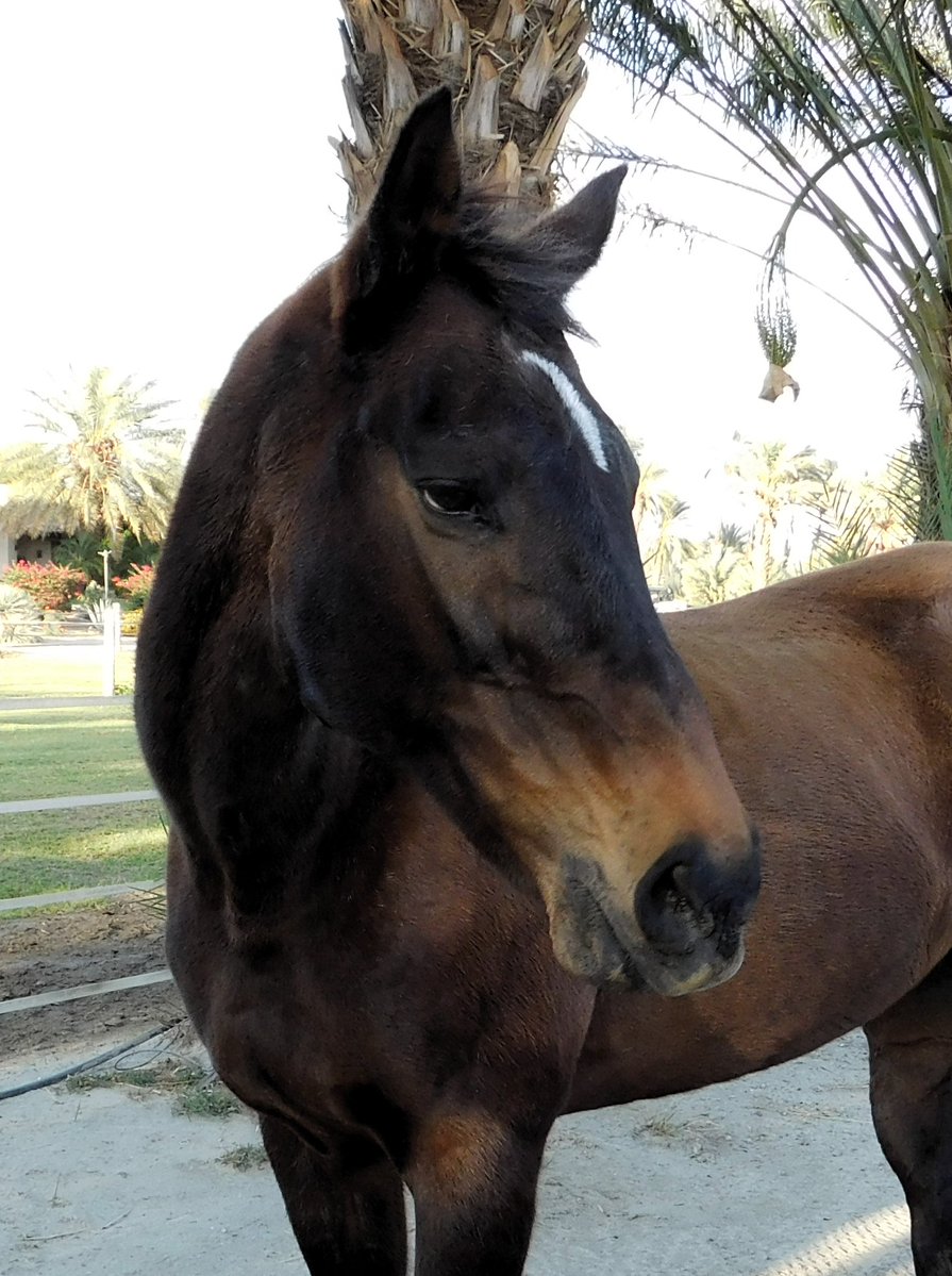 GloriousAllianc's tweet image. This is the look you get from me when I think you&apos;re full of sh**. K got this look from me a lot when she brought up limiting my deglet noor date intake, increasing my exercise by 15 minutes, and telling me slime and red ants are not for eating.…