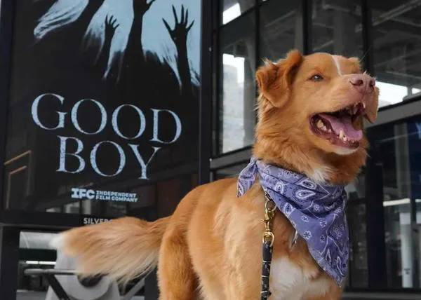 PerrosAmos's tweet photo. #indy #goodboy #perrosyficcion #perrosyamos Deberían los animales ser considerados para premios como los Oscar? 🐾👉https://t.co/wZy2JdK3PB https://t.co/o0u4yR2dgI