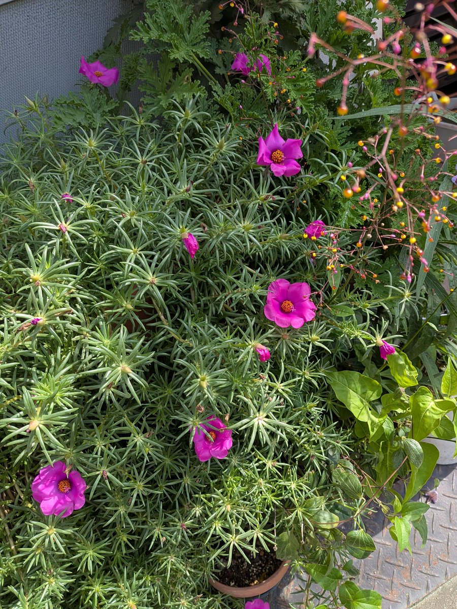 煙…以前秋刀魚を焼いていると台所は濛々と煙がたちこめ他の部屋も真っ白！警報器をオフにしようとしても手が届かずあたふたと椅子を持って来てやっと止めたけど目は煙が染み涙が止まらない…今年は豊漁らしい秋刀魚は二度と焼きません　おはようございます皆様今日も良い１日をお過ごし下さいね