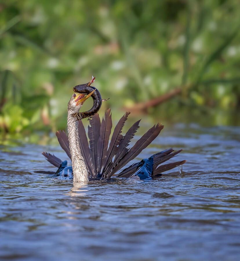 joancarroll's tweet image. Anhinga Wrestles With Its Prey Pantanal Brazil! buff.ly/46F0ZwB #anhinga #predator #prey #pantanal #brazil #bird #birdphotography #wildlife #wildlifephotography #animals #nature #swimming #artforsale #wallartforsale #giftideas @joancarroll