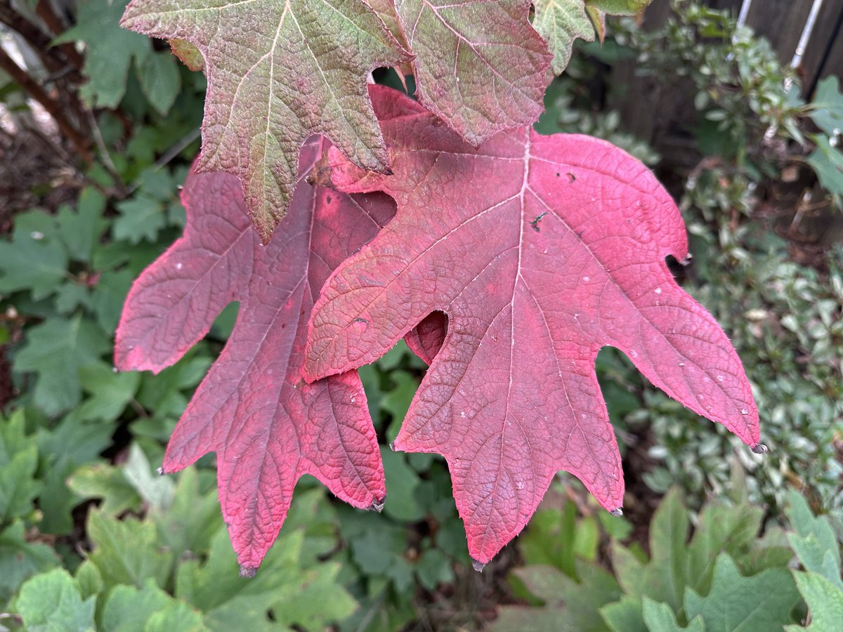 The leaves on the Oak Leaf Hydrangeas are starting to turn to their fall colors.