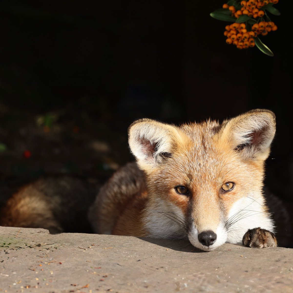 GP_wildlife's tweet image. Young fox relaxing #foxes #fox #foxoftheday #renard #renards #zorro