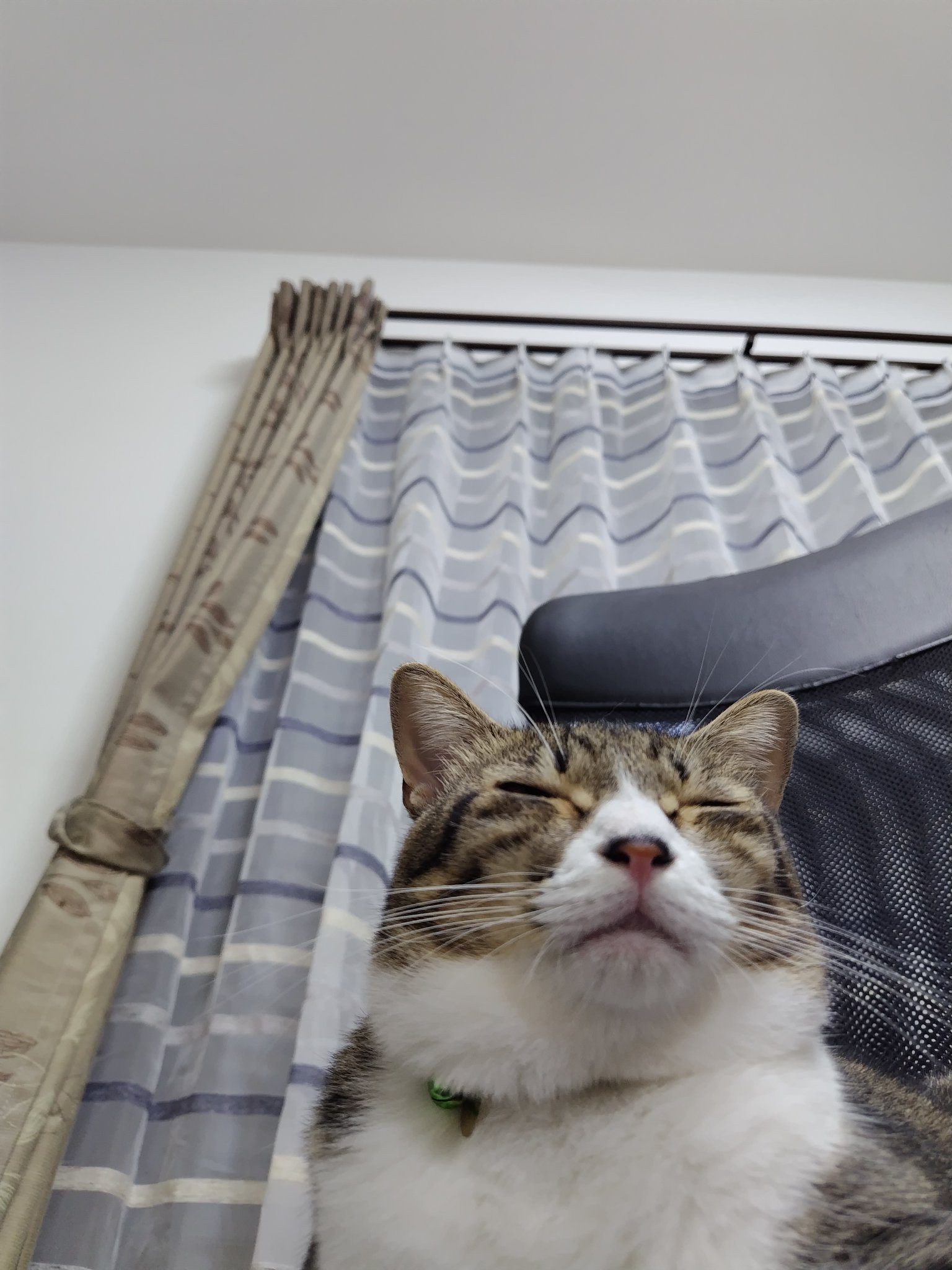 白猫好き 1/6サイズ 宮の茶白猫 リアルフィギュア ネコ動物彫像置物 猫