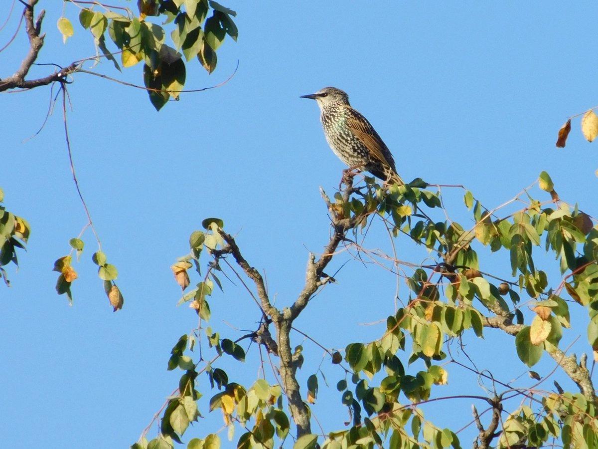 SOWLE_RV's tweet image. We dedicate our 2025 October Big Day bird count in  memory of our GG. She went on her 1st RV Camping Trip at age 88 &amp;amp; participated in October Big Day/Global Bird Weekend. We sure miss birding with you GG. See results in 1st comment! #OctoberBigDay #SOWLERV #Globalbirdweekend