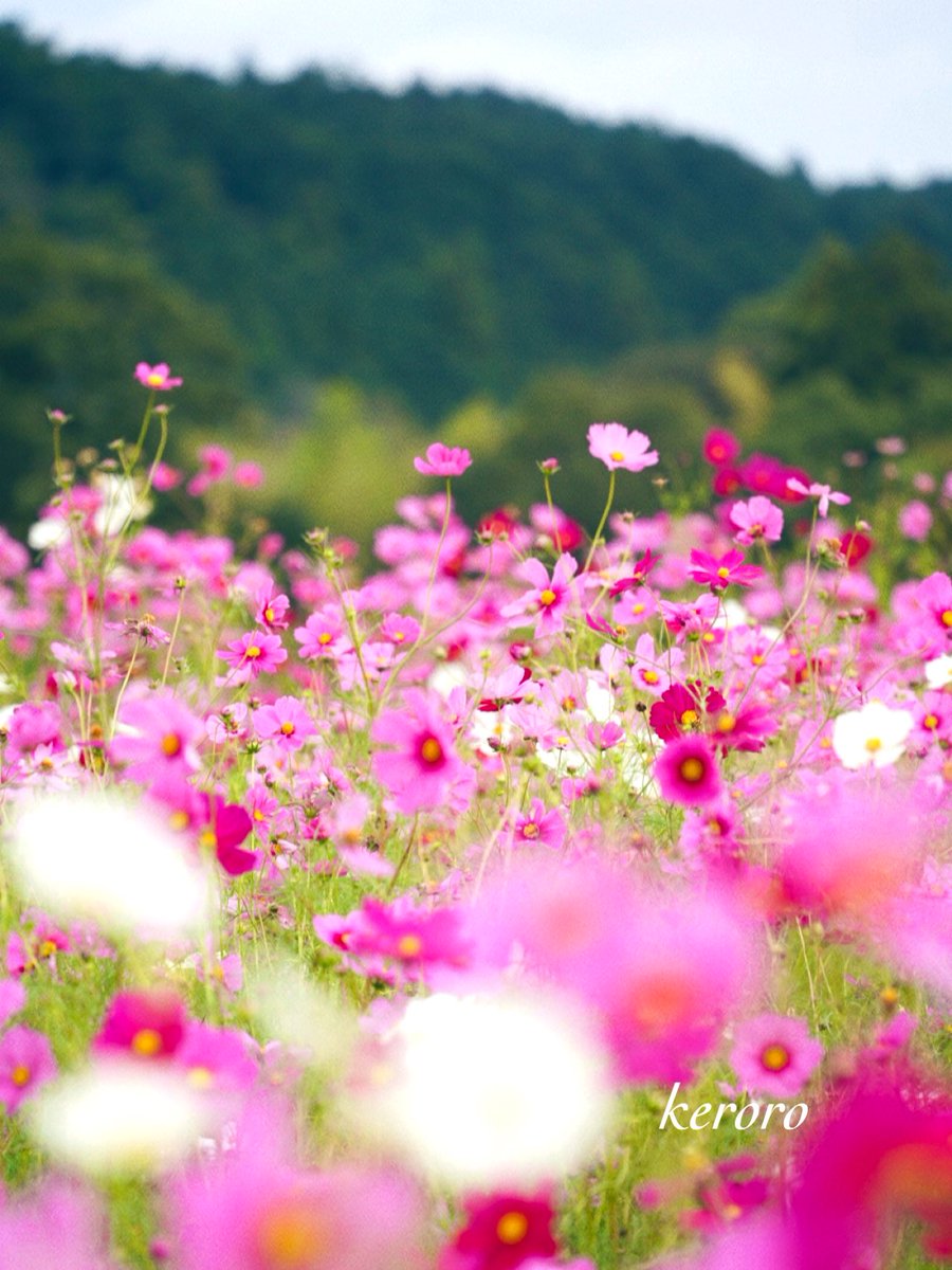 おはようございます😊

10月13日    月曜日   🌤️

いつもありがとう
　　　　ございます🙏

今週も宜しく
　　　お願いします🙇

穏やかな良き週と
         なりますように🍀