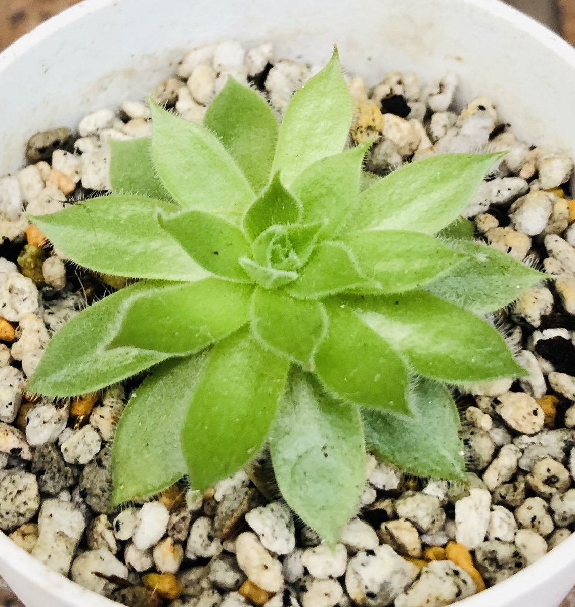 センペルビウム