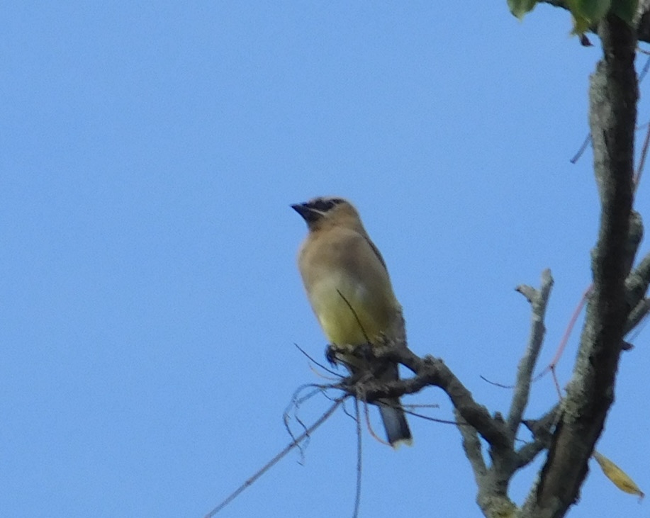 SOWLE_RV's tweet image. We dedicate our 2025 October Big Day bird count in  memory of our GG. She went on her 1st RV Camping Trip at age 88 &amp;amp; participated in October Big Day/Global Bird Weekend. We sure miss birding with you GG. See results in 1st comment! #OctoberBigDay #SOWLERV #Globalbirdweekend