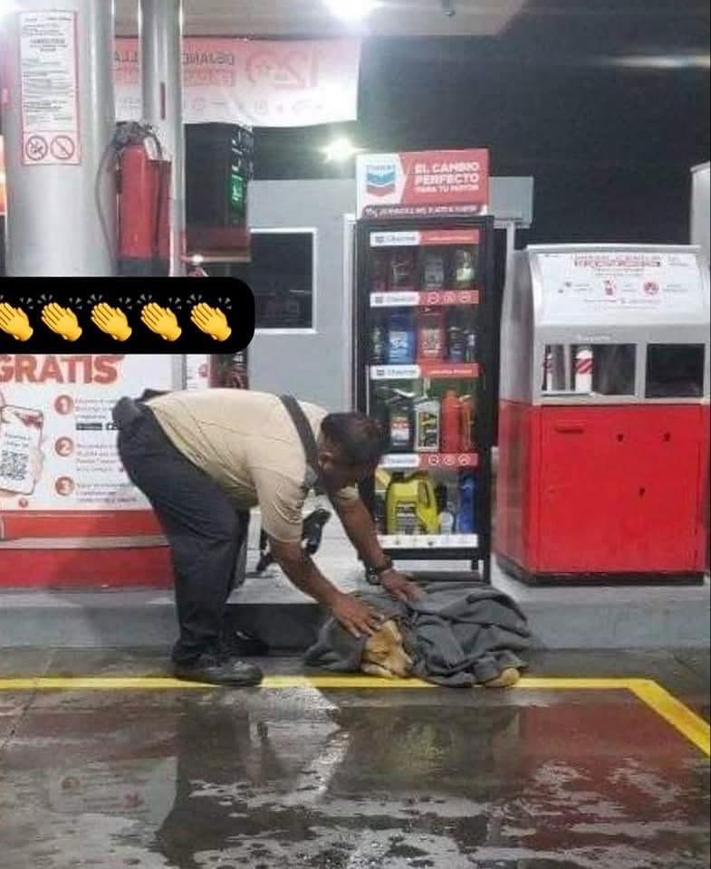 ITROriginal's tweet image. 🐶🧥 VIGILANTE TIENE GESTO DE NOBLEZA AL ARROPAR A UN PERRITO EN APOPA

📍En plena tormenta, un vigilante de una gasolinera en Apopa protagonizó un acto que ha enternecido a muchos: arropó a un perrito callejero para protegerlo del frío y la lluvia.

💙 El noble gesto fue captado…