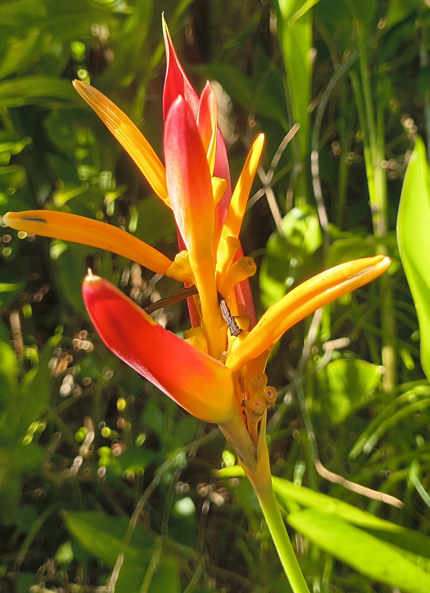 Along my path today, I ran across these wild lilies. So pretty