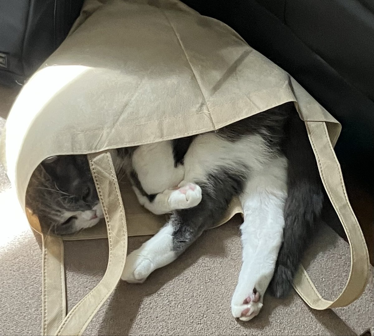toship29's tweet photo. お気に入りのエコバッグに入りました😺

#猫のいる幸せ
#猫のいる暮らし
#猫好きさんと繋がりたい
#ねこかわいいね https://t.co/G2316kAmtU