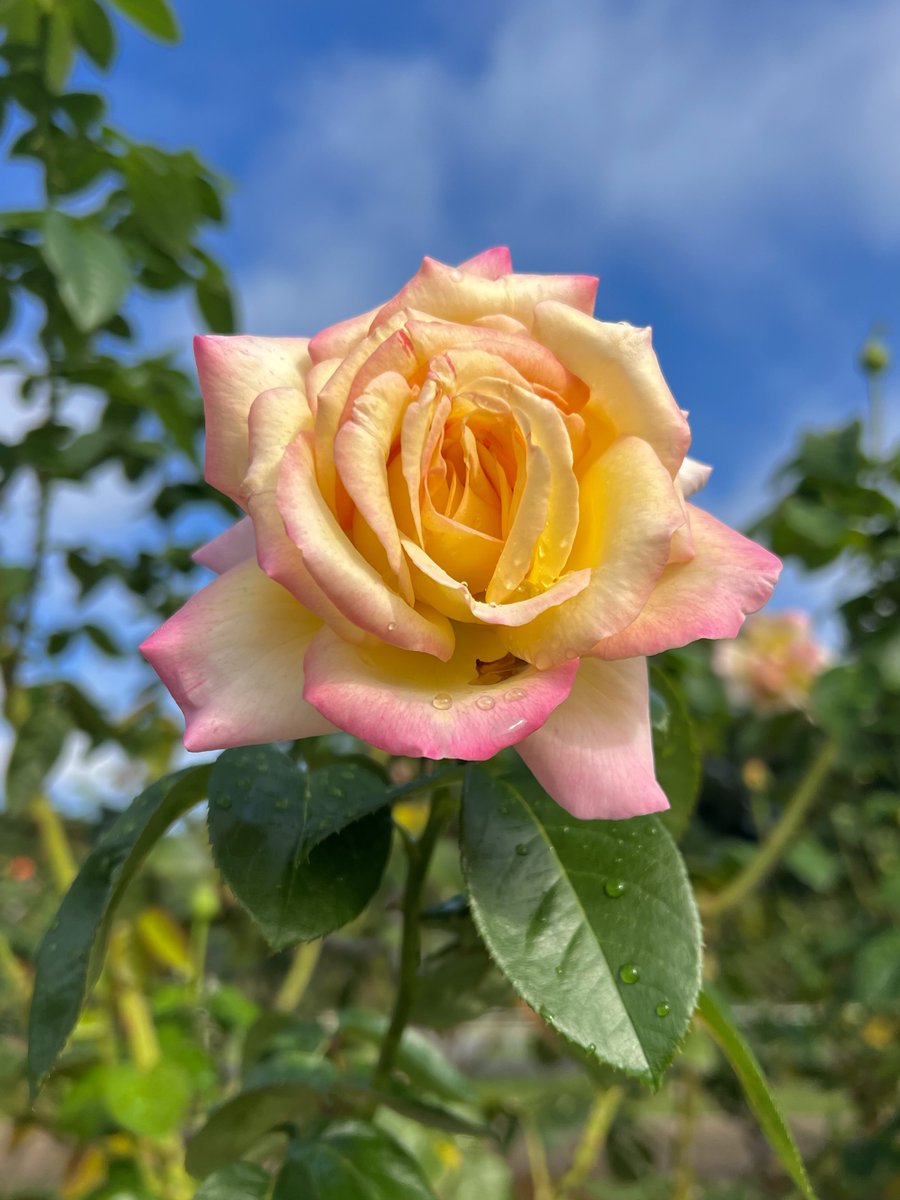 皆さん おはようございます😃"
20世紀の名花 🥀ピース