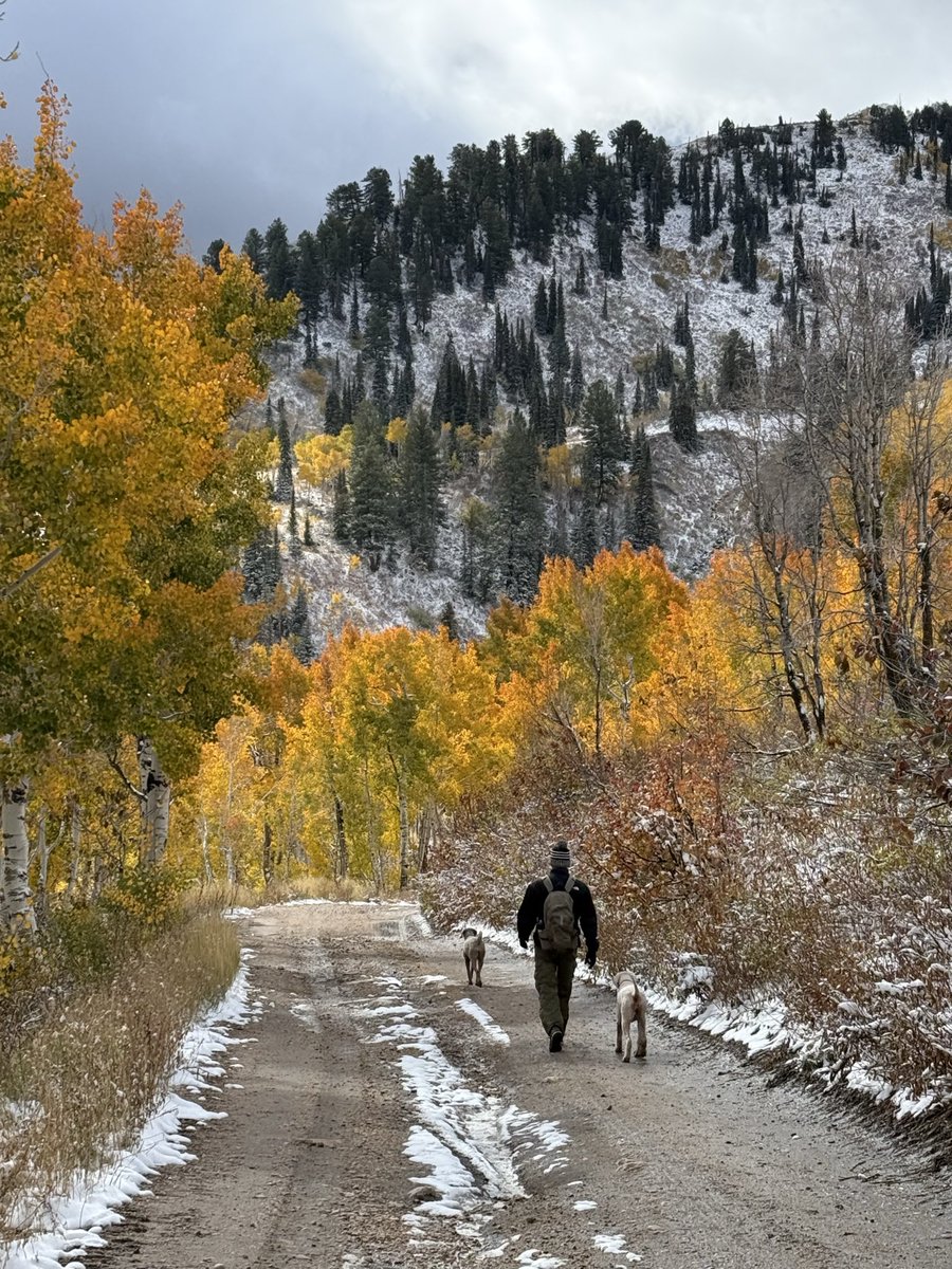 RyanLarsen's tweet image. After a busy and outstanding week for @UTAHWBB Dora and Edie were treated to a beautiful adventure! They got to ride the gondola to the top of Snowbasin Ski Resort and hike down! #GoUtes #LifeElevated