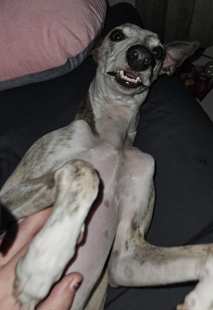 CooperWhippet's tweet image. Nighty night pals 😴 sleep tight 😍🤗🐕💙🐾
