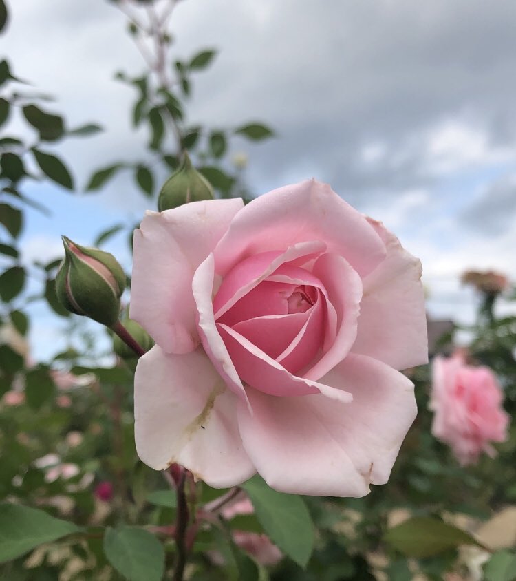 Ifじゃ始まらない　
勇気出してみよう

さあ “もしも”の先に
未来はある ♬.*ﾟ

 #lf
 #秋元康

おはようございます 🍃🌸🍃

いつもありがとうございます

やってみなきゃ始まらない

失敗したっていいさ

チャレンジ精神が大切

今週も宜しくお願い致します
💖•*¨*•.¸¸☆*･ﾟ