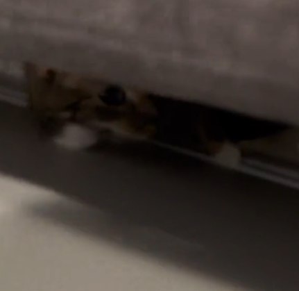 daily patches 😼 tweet media