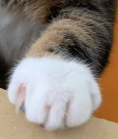 daily patches 😼 tweet media