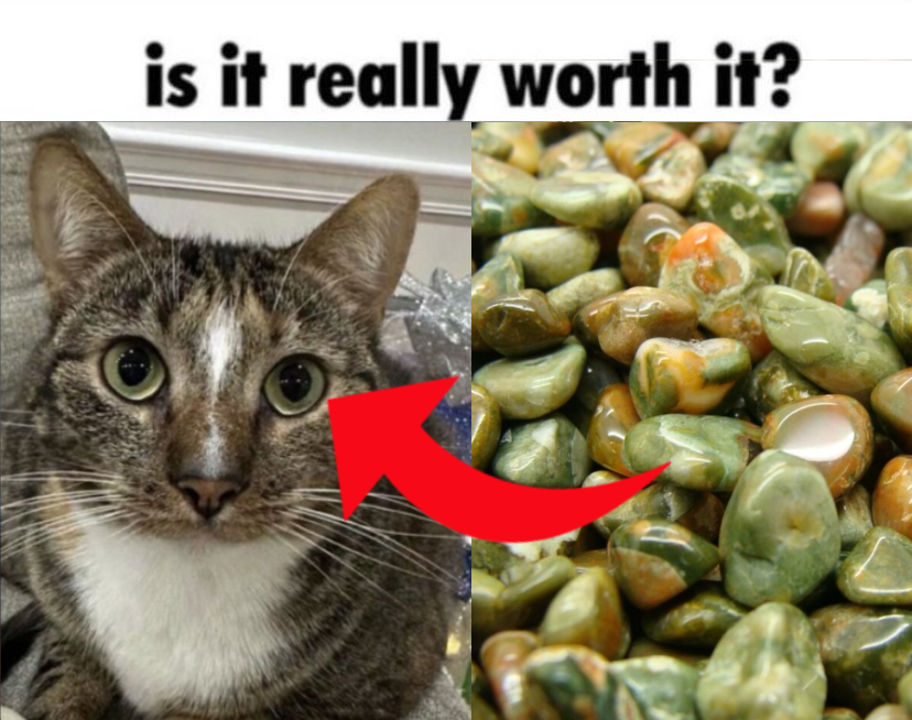 daily patches 😼 tweet media