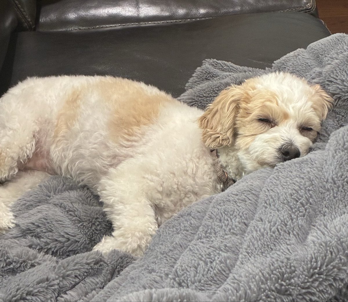 Current situation. She loves chillin on Sundays🥰🐾